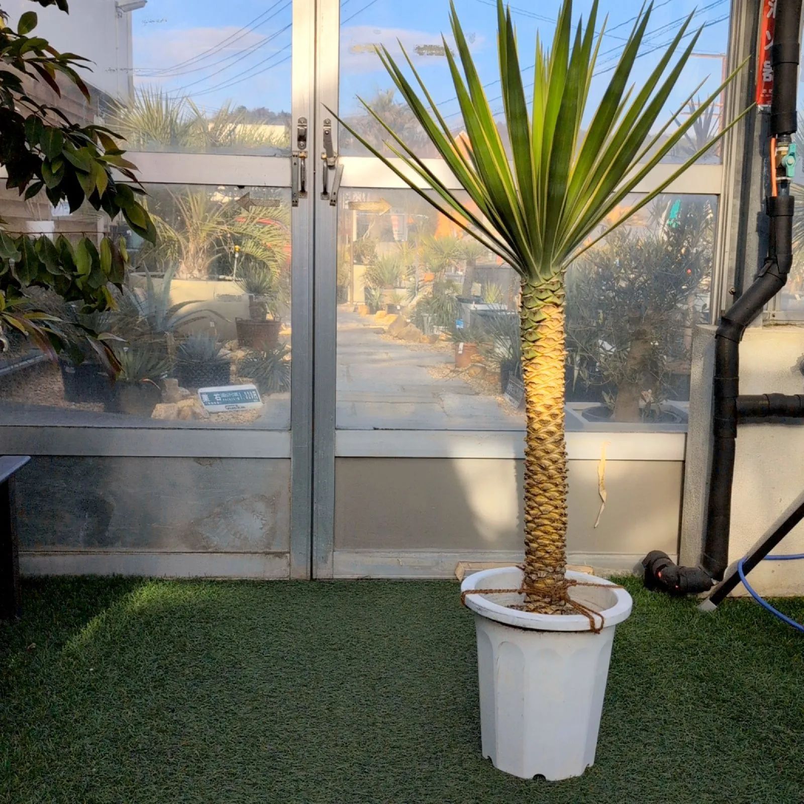 ユッカ アロイフォリア 斑入り