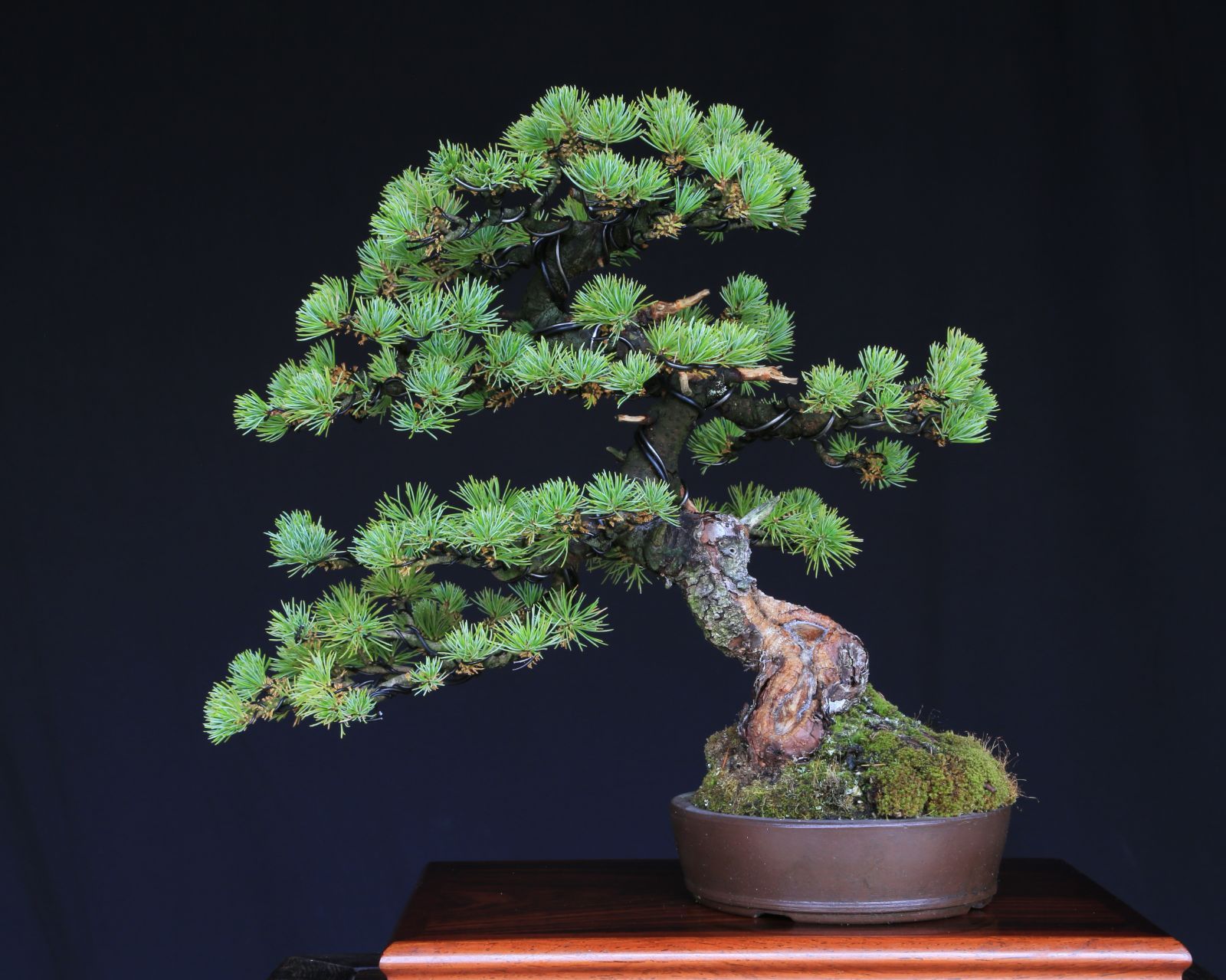 吾妻五葉松 大巓性 ダイテンショウ 文人調 盆栽 樹齢約25年 泰寿園 Online 現品 一点物 松 盆栽 五葉松 松柏 初心者 室内 鑑賞 趣味 卓上盆栽 盆栽鉢 グリーン 和 ギフト プレゼント ミニ盆栽 誕生日 母の日 父の日 敬老の日 記念日 2