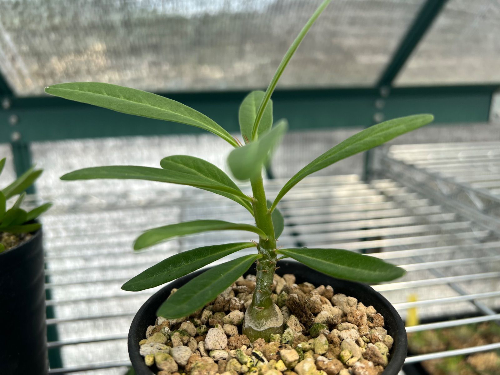 塊根植物8株セット ウィンゾリー 国内実生株 塊根植物8株セット