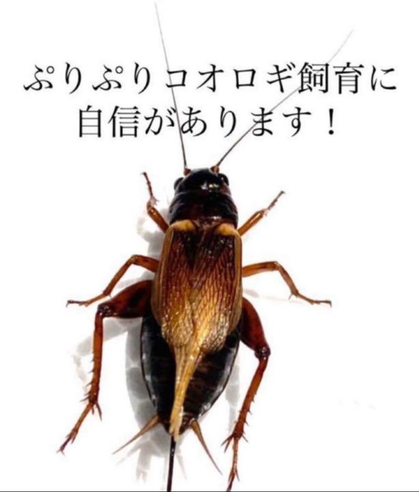 明日着く！冷凍コオロギ SS、S、M、Lサイズ110g 二星コオロギ