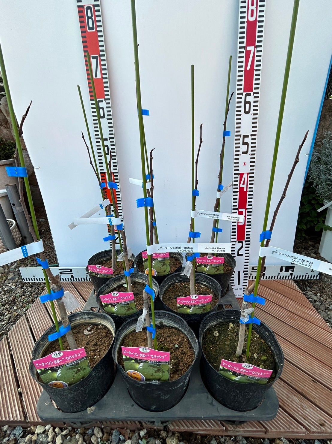 ポポー苗接木苗ピーターソンポポーワバッシュ5号 ウォバッシュ】 1