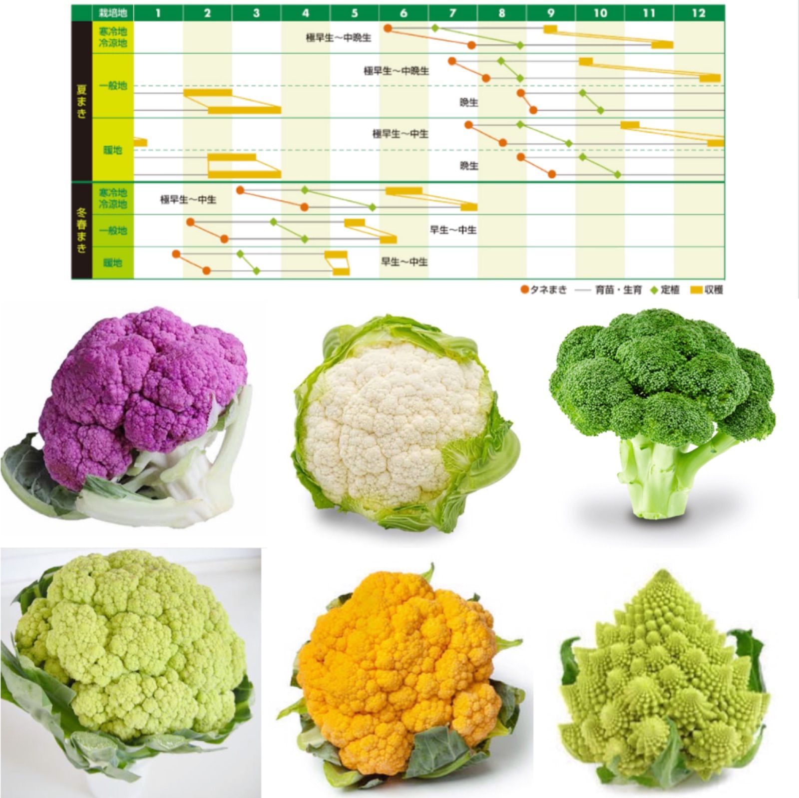 ☆花甘藍☆ Mix種子0.2㎖330円 ロマネスコ、カリフラワーなど 野菜の種 