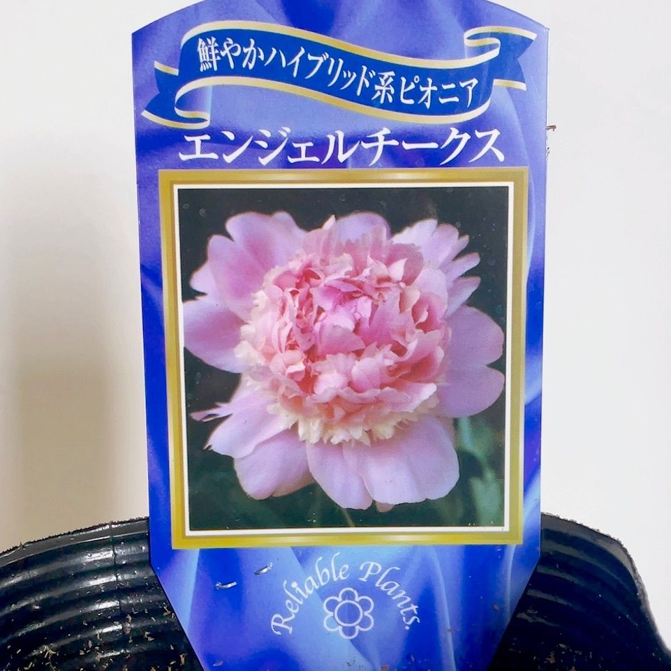 シャクヤク 芍薬 エンジェルチークス② 3号ロングポット 販売 - メルカリ