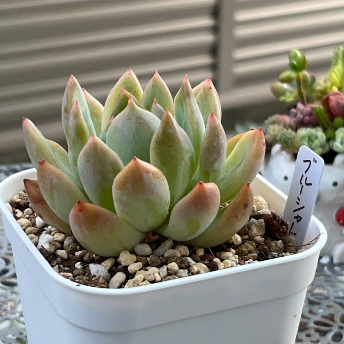 多肉植物 ブルーシャトー 抜き苗 エケベリア 多肉植物 ブルーシャトー