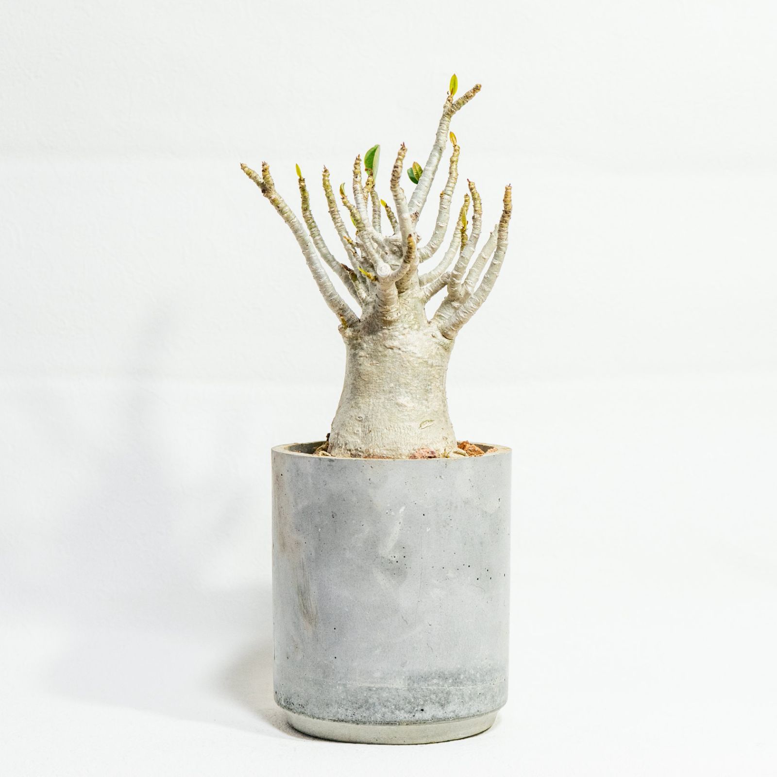 多肉植物 ≫たこ足フォルムのアデニウムの鉢植え｜シンプルでお部屋を選ばない手作りモルタル鉢