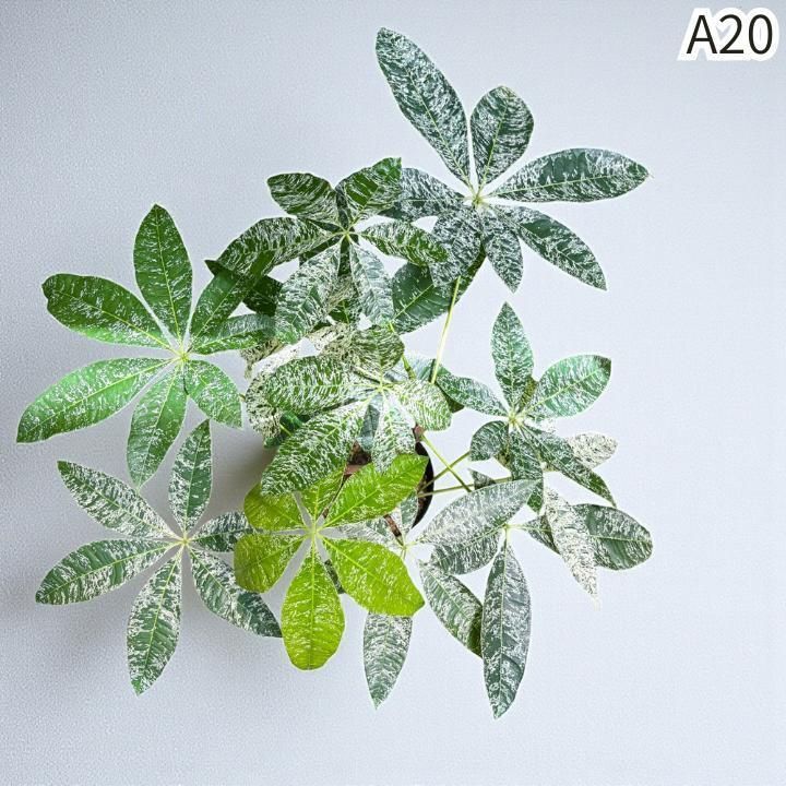 複数接木A２０｜無機質用土
