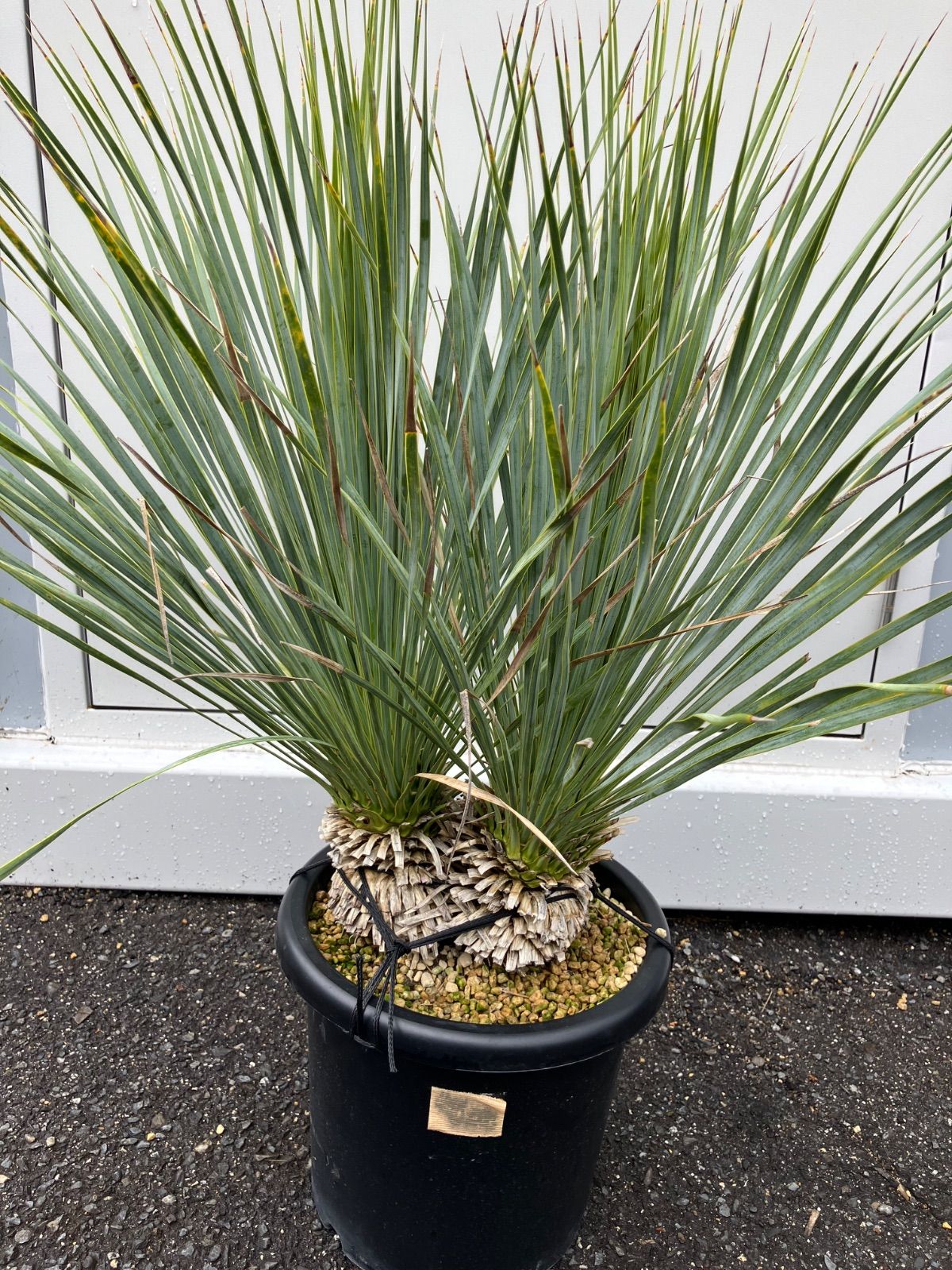 中株/ユッカロストラータ/実生/3年/３頭かも 中株/ユッカロストラータ/実生/3年/3頭かも