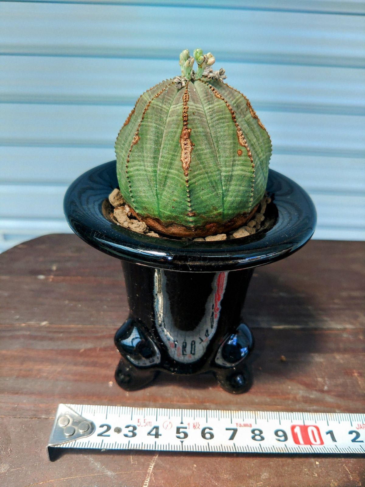 スーパー兜Vタイプ 兜丸 サボテンの 種子 100粒の版の混合種 スーパー