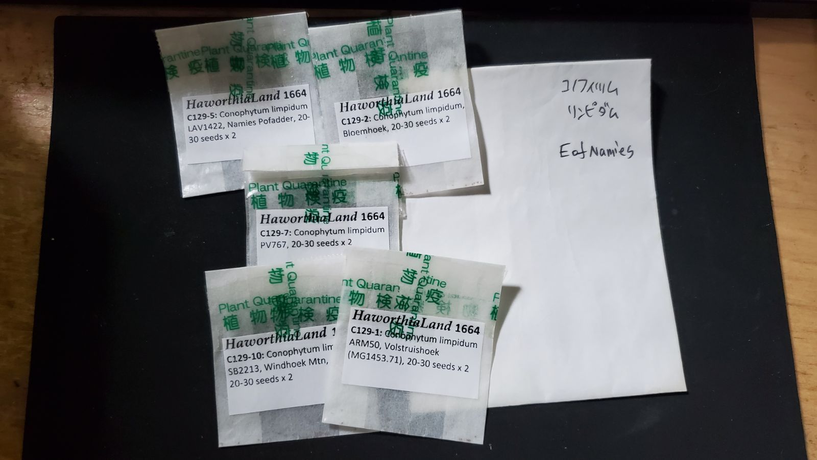 コノフィツム リンピダム 種子6種類 10粒ずつセット - メルカリ