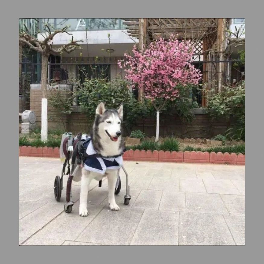 な高齢犬用スクーターブルドッグ