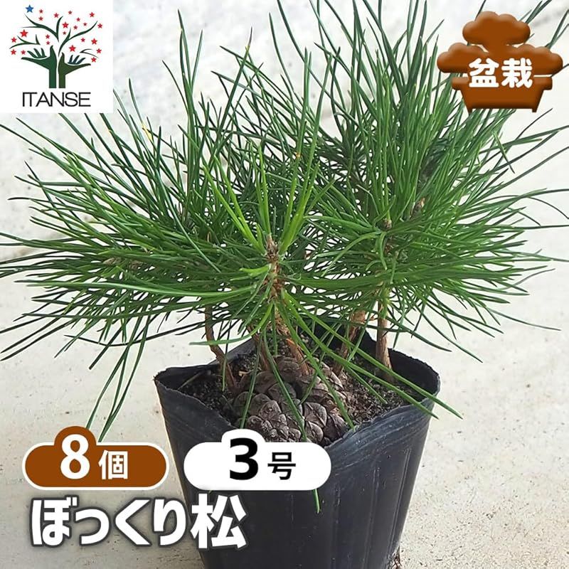 ＩＴＡＮＳＥ ぼっくり松 3号 8個セット 品種で選べる盆栽 松ぼっくりから発芽した苗 そのまま育てられます