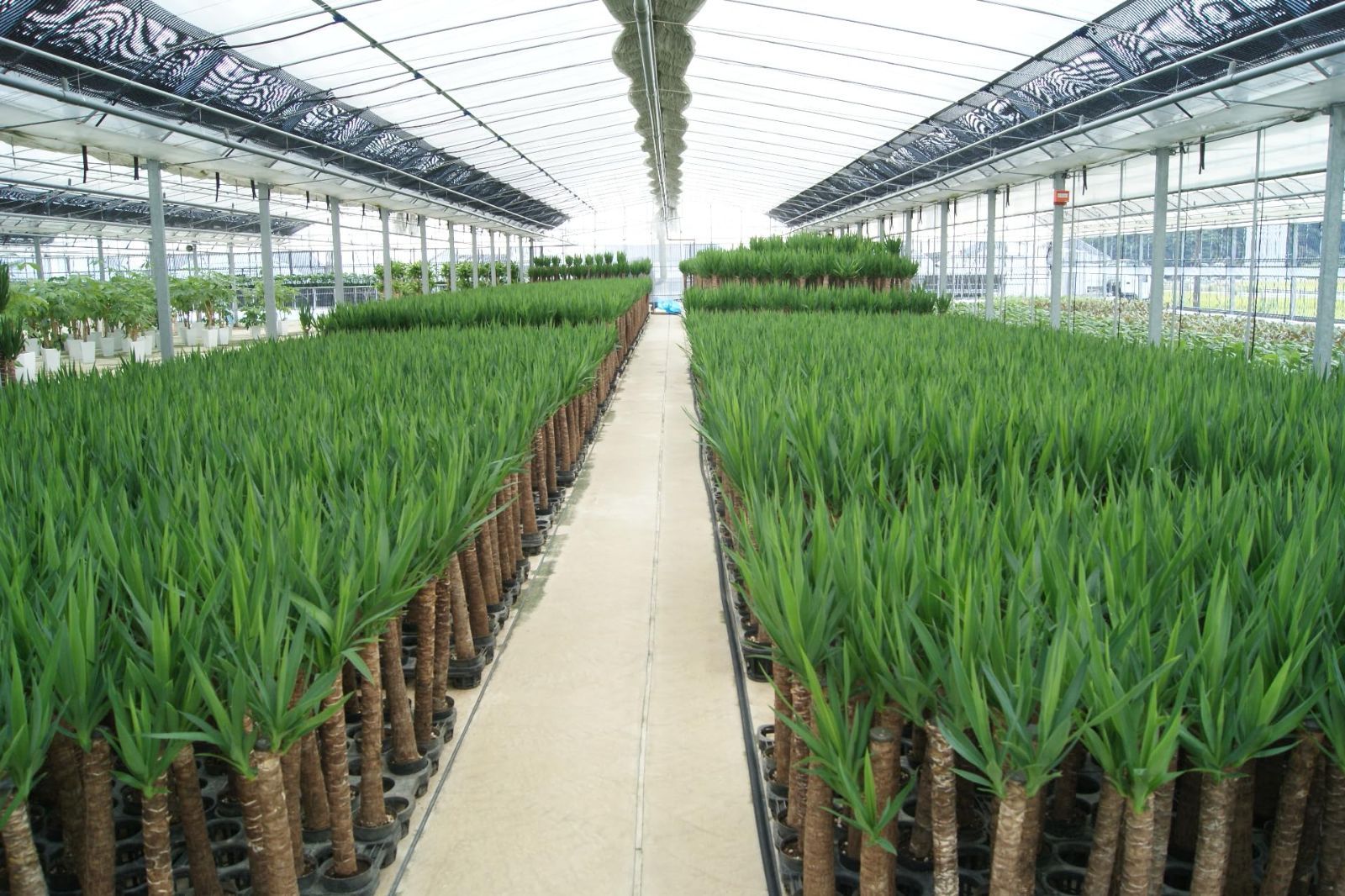 入学祝い 観葉植物