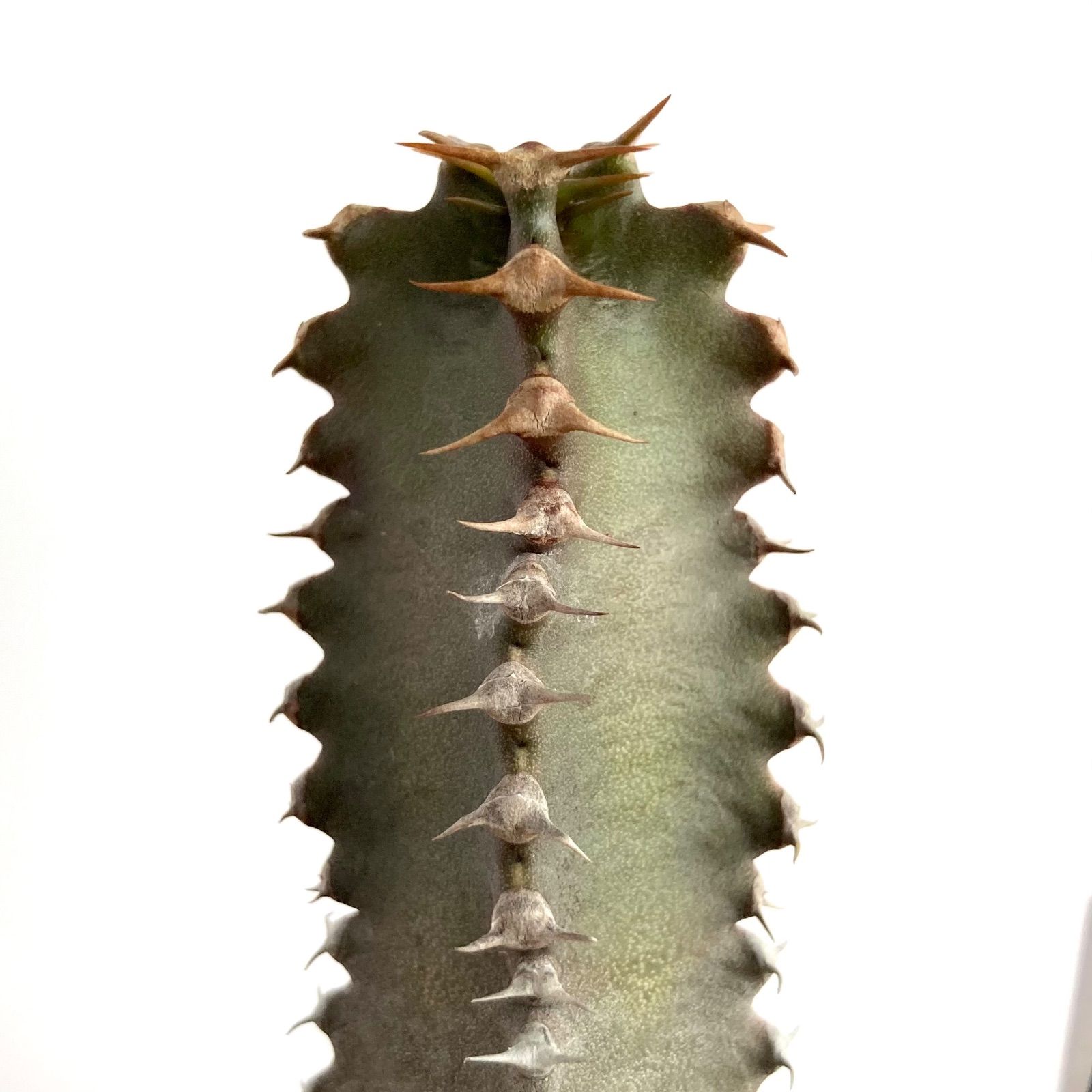 ユーフォルビア カナリエンシス 墨麒麟 / 塊根植物 コーデックス 多肉