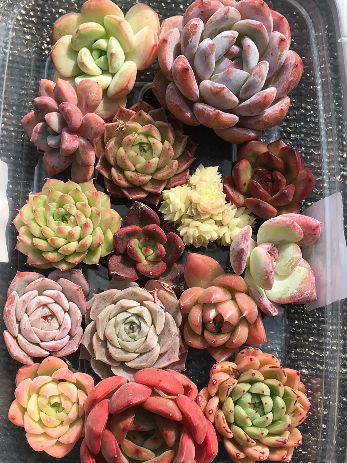 超美苗 L800×15株セット カット苗 詰め合わせ 多肉植物 超美苗 L800×15株セット カット苗 詰め合わせ 多肉植物