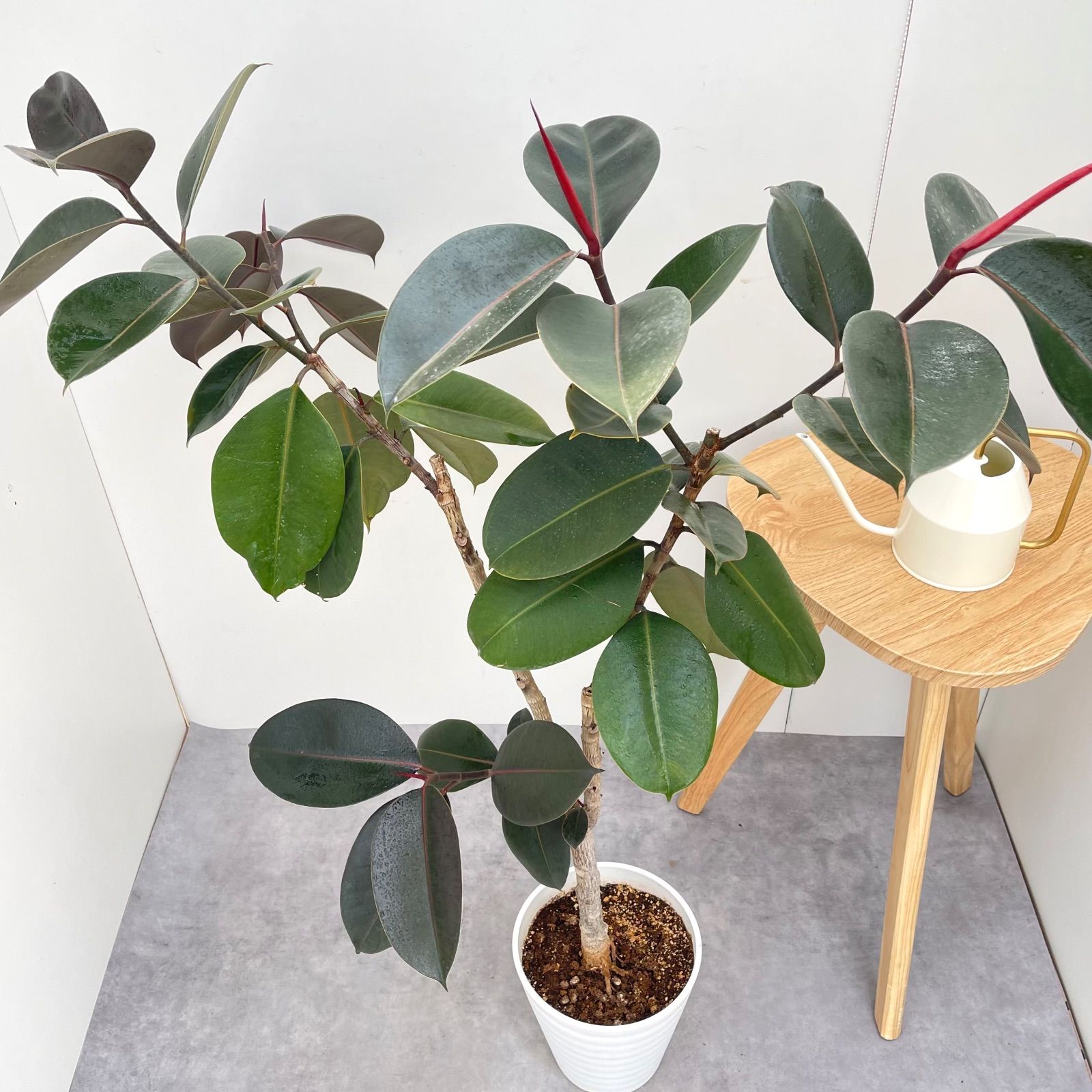 フィカス ベンガレンシス 曲がり【現品】観葉植物 室内 陶器鉢