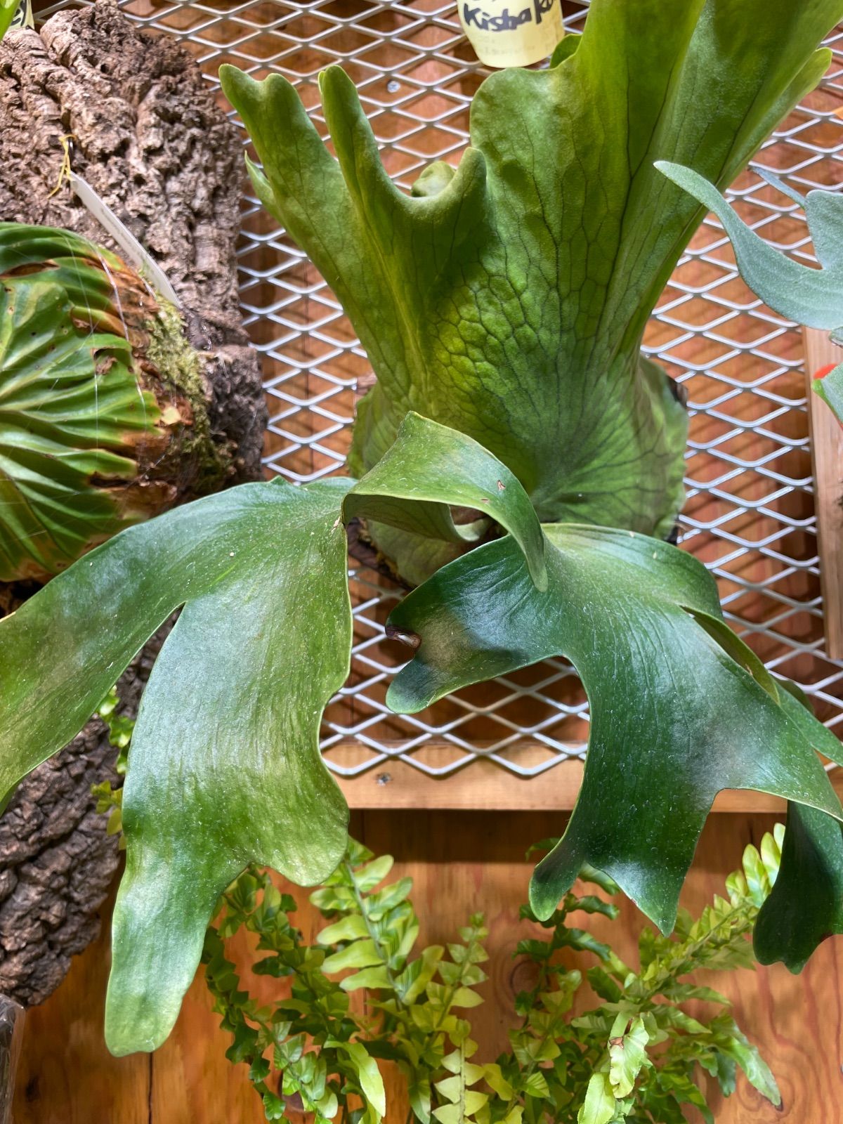 ビカクシダ キッチャクード P.Mt.Kitshakood - メルカリ