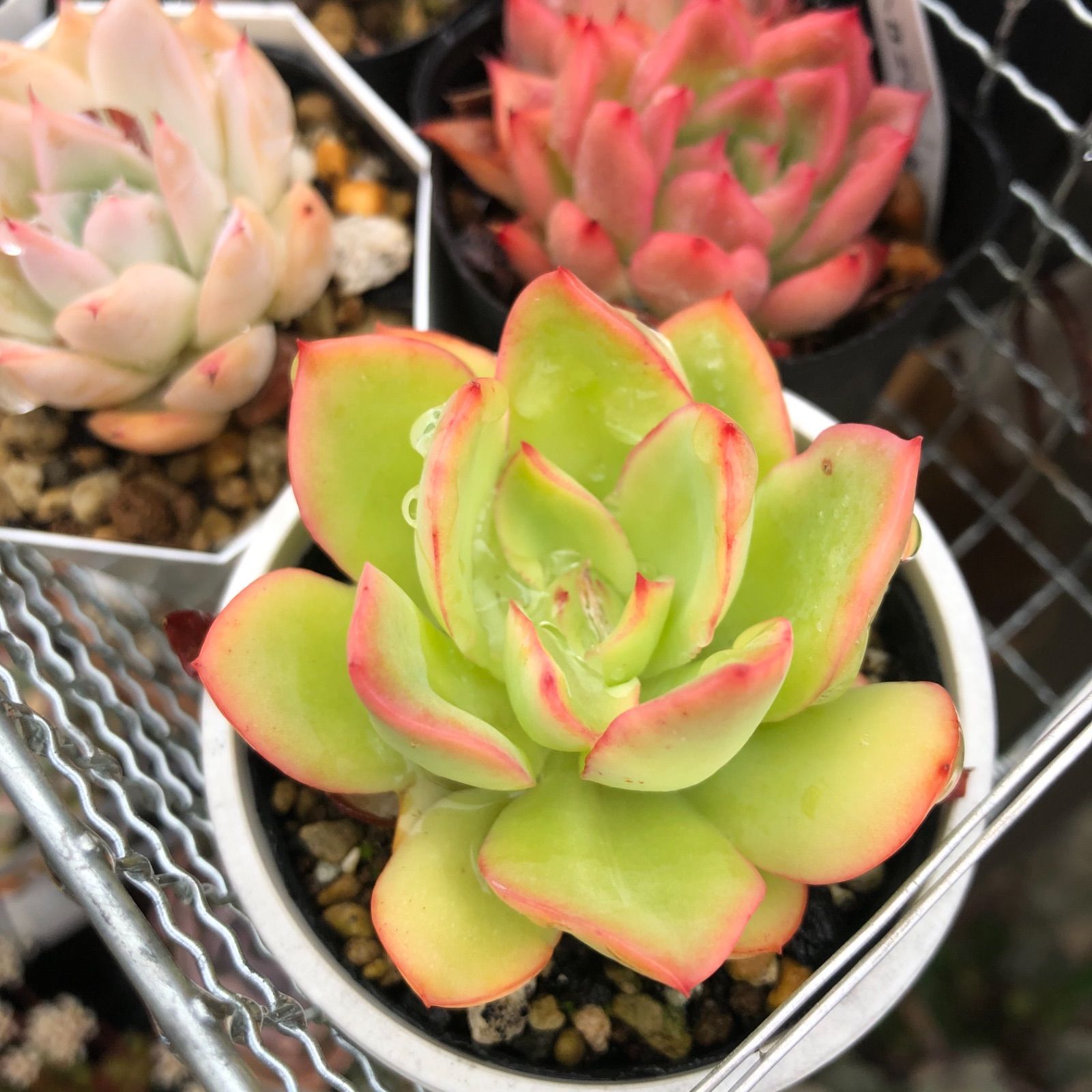 花の鶴 Echeveria 'Hana-no-tsuru' 多肉植物 - メルカリ