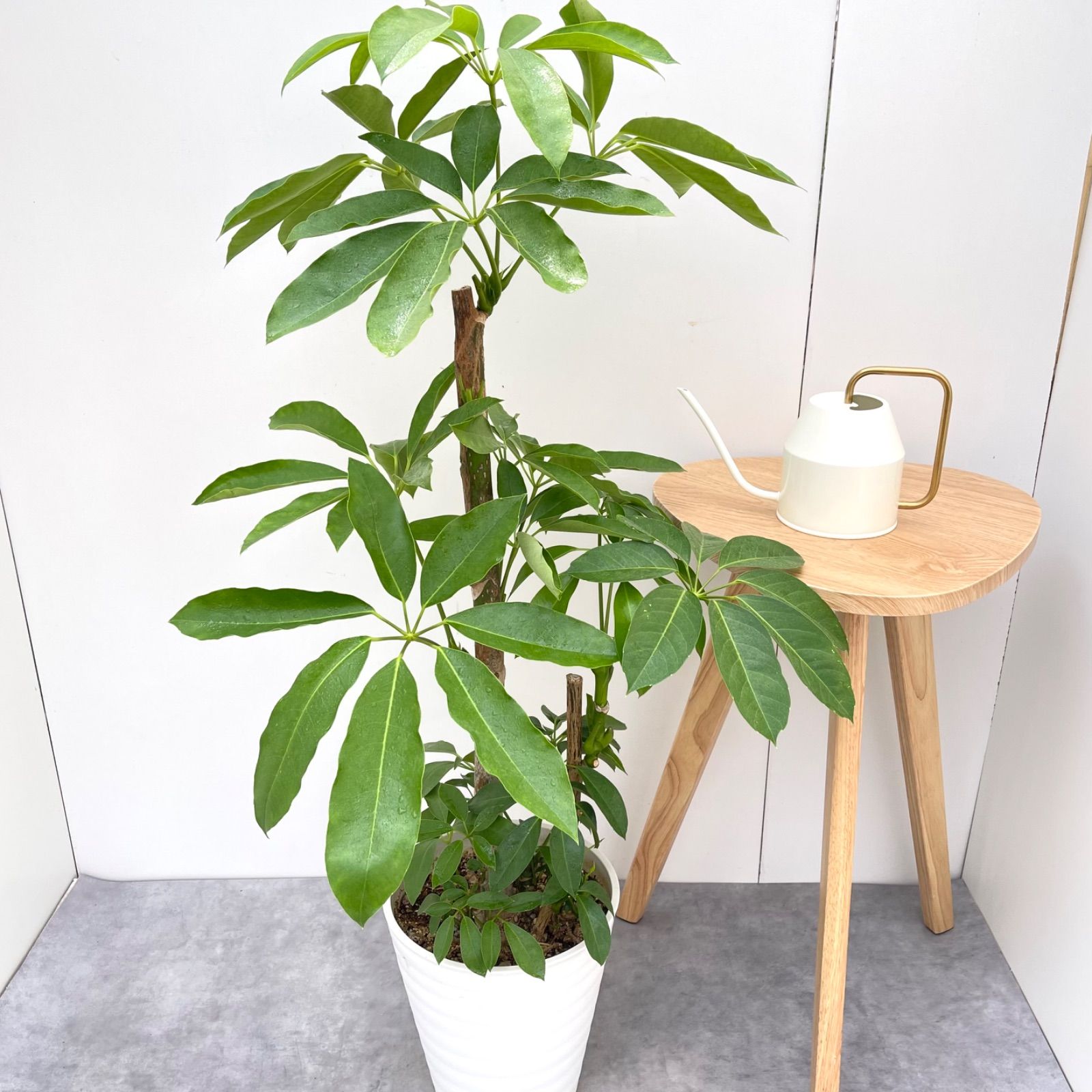 ブラッサイア 3【現品】観葉植物 大型 室内 ブラッサイア 3【現品】観葉植物 大型 室内