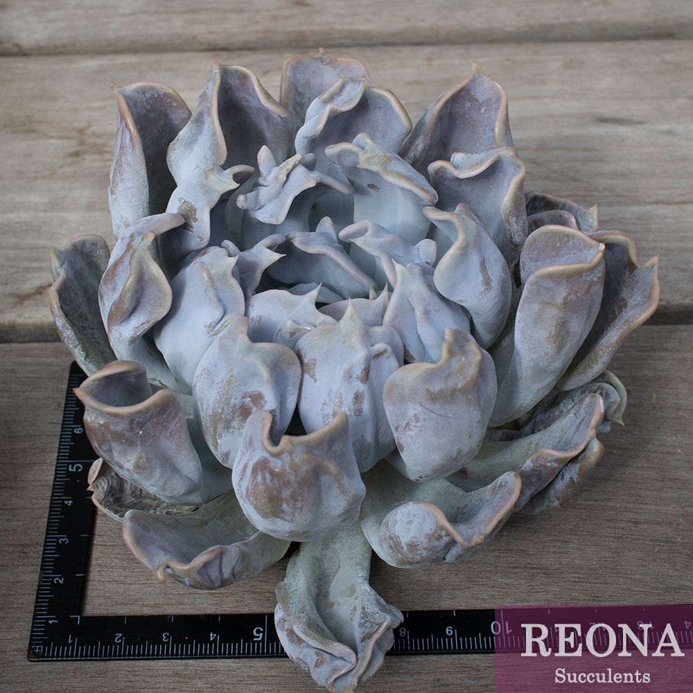 スリラーパール☆エケベリア 多肉植物 輸入苗 1951Usajiiの