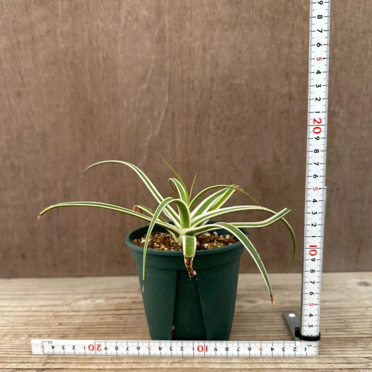 アガベ ブラクテオーサ モンテレイ フロスト② アガヴェ 竜舌蘭