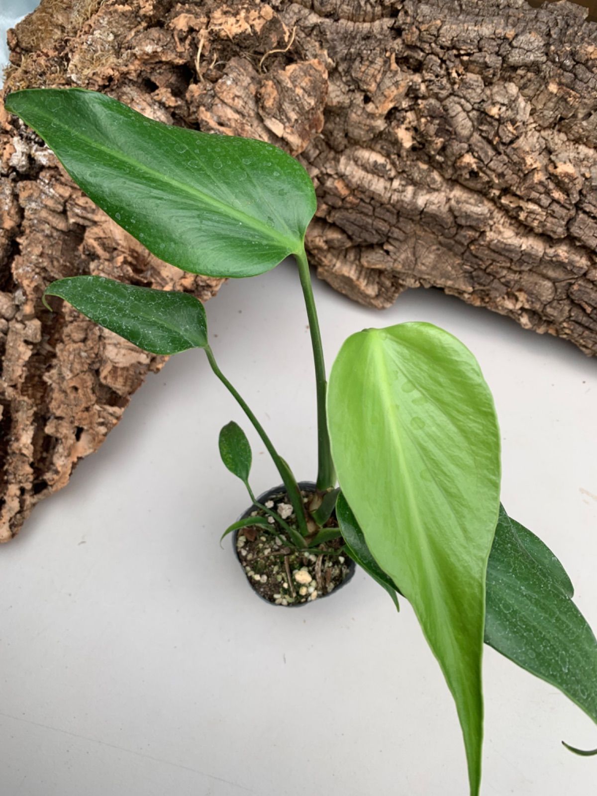 モンステラ バールマルクスフレーム - メルカリ