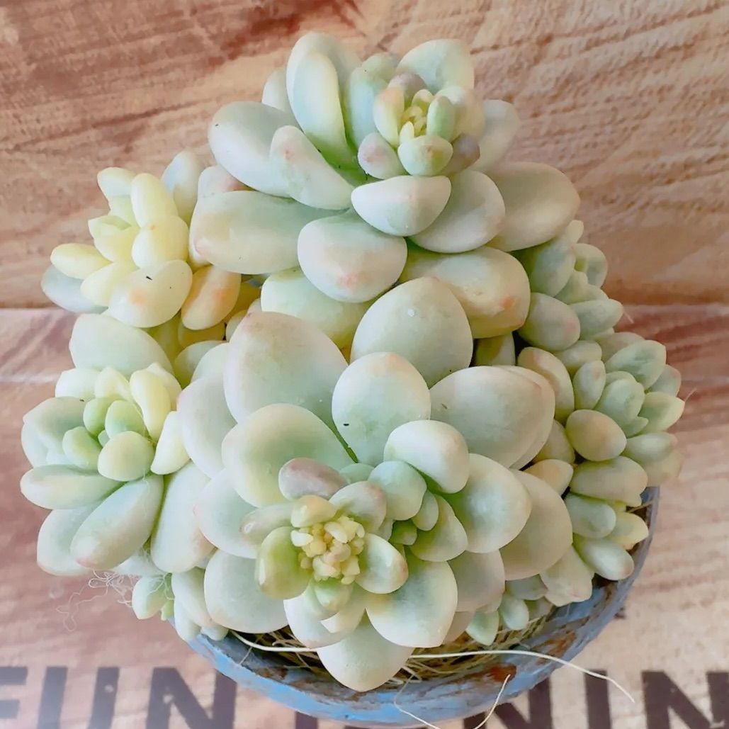 ロッティ錦 多肉植物 韓国苗 大群生❣️ ③ - メルカリ ロッティ錦 多肉植物 韓国苗 大群生❣️ ③ - メルカリ