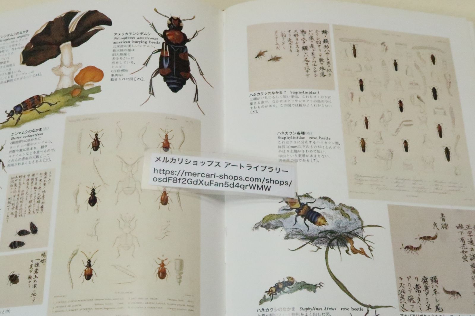 『世界大博物図鑑　1.虫類』 荒俣宏 荒俣宏の偉業『世界大博物図鑑』シリーズが、旧版の約３分の１の価格