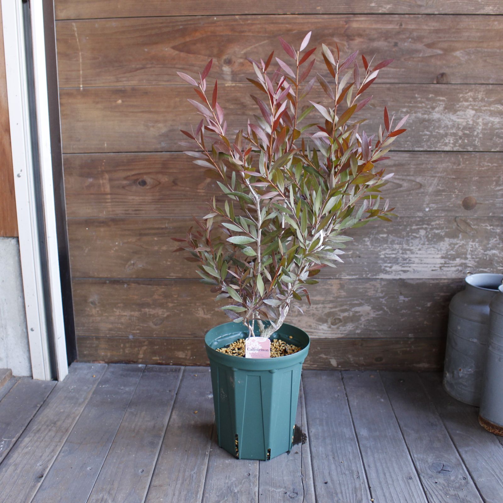 Callistemon 'Mauve mist white' | Seeding