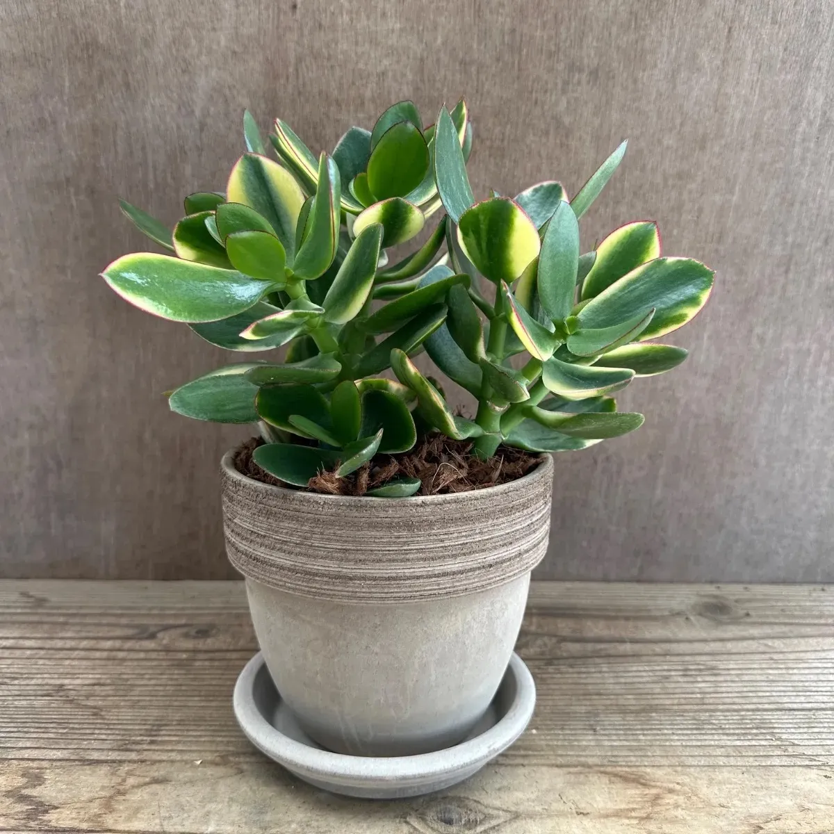 2026年最新】金のなる木 花月錦の人気アイテム - メルカリ