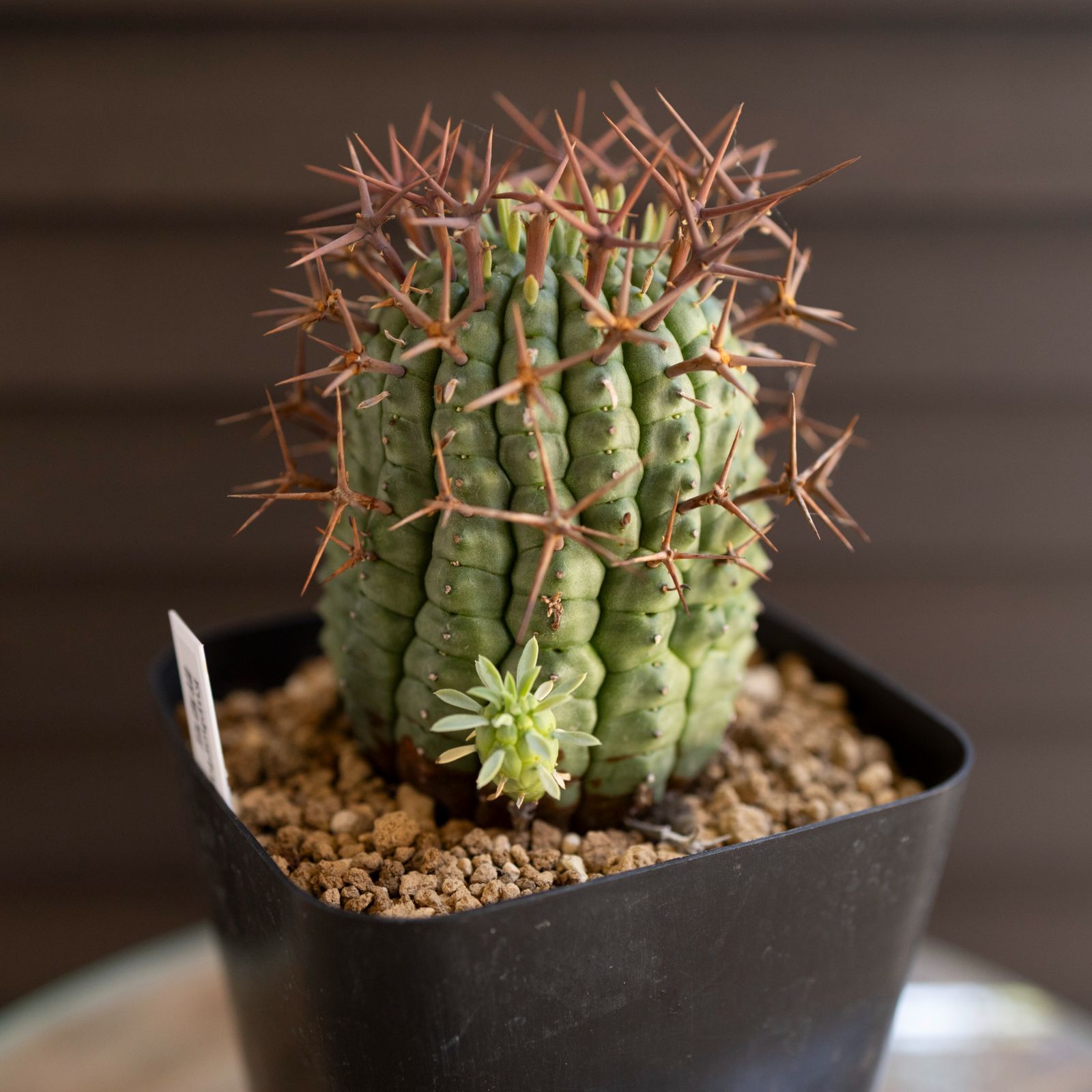 大株】ユーフォルビア 群星冠 ステリスピナ 子株付き Euphorbia