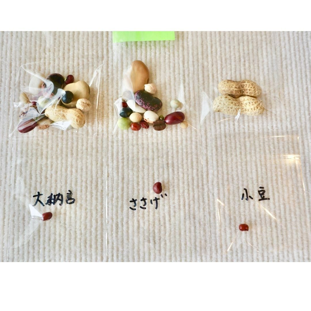 夏休み自由研究 豆の標本を作って豆博士になろう！自由研究 工作