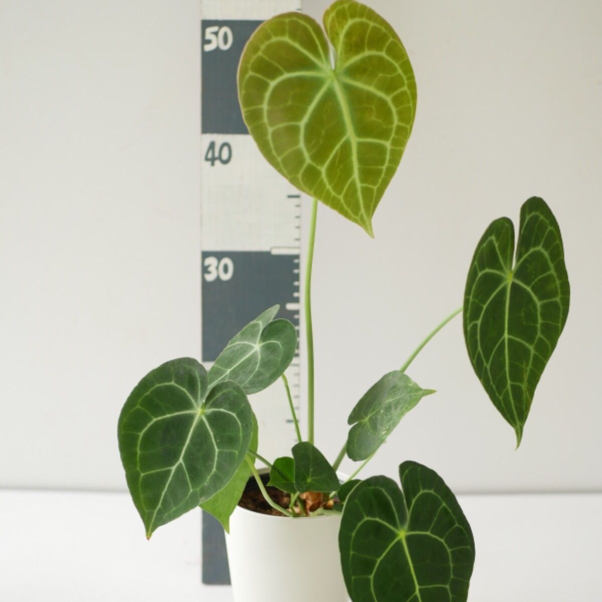 メルカリshops 訳あり アンスリウム クラリネルビウム ハートの丸葉 綺麗な葉脈 希少 メルカリshops 訳あり アンスリウム クラリネルビウム ハートの丸葉 綺麗な葉脈 希少