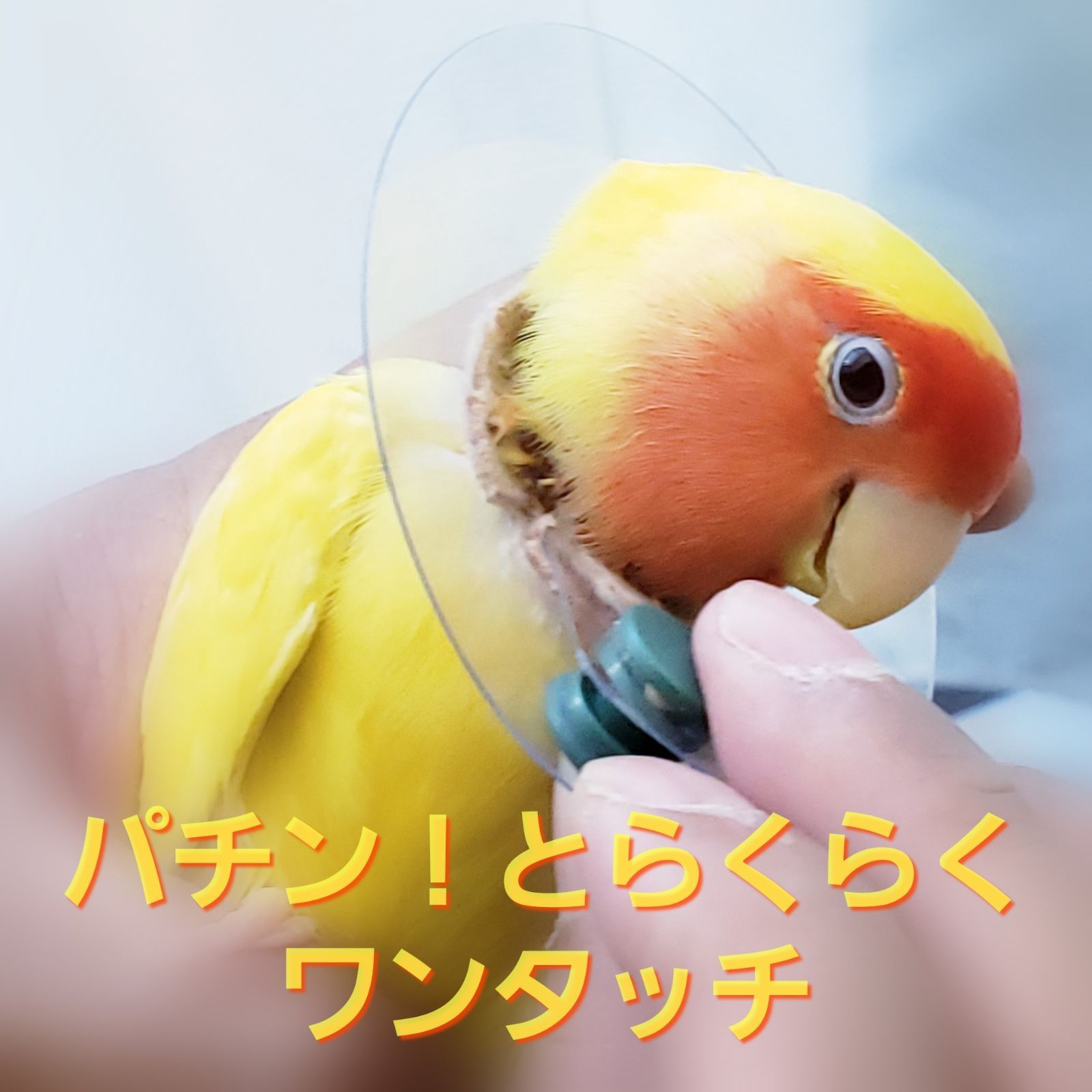 インコ エリザベスカラー(クリア)1枚・4サイズ・3色・3g - メルカリ