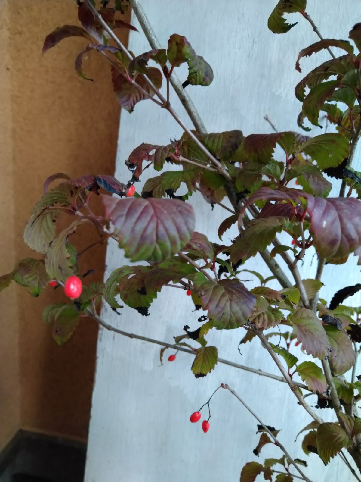 オトコヨウゾメ株立ち① ショップ オトコヨウゾメ株立ち①