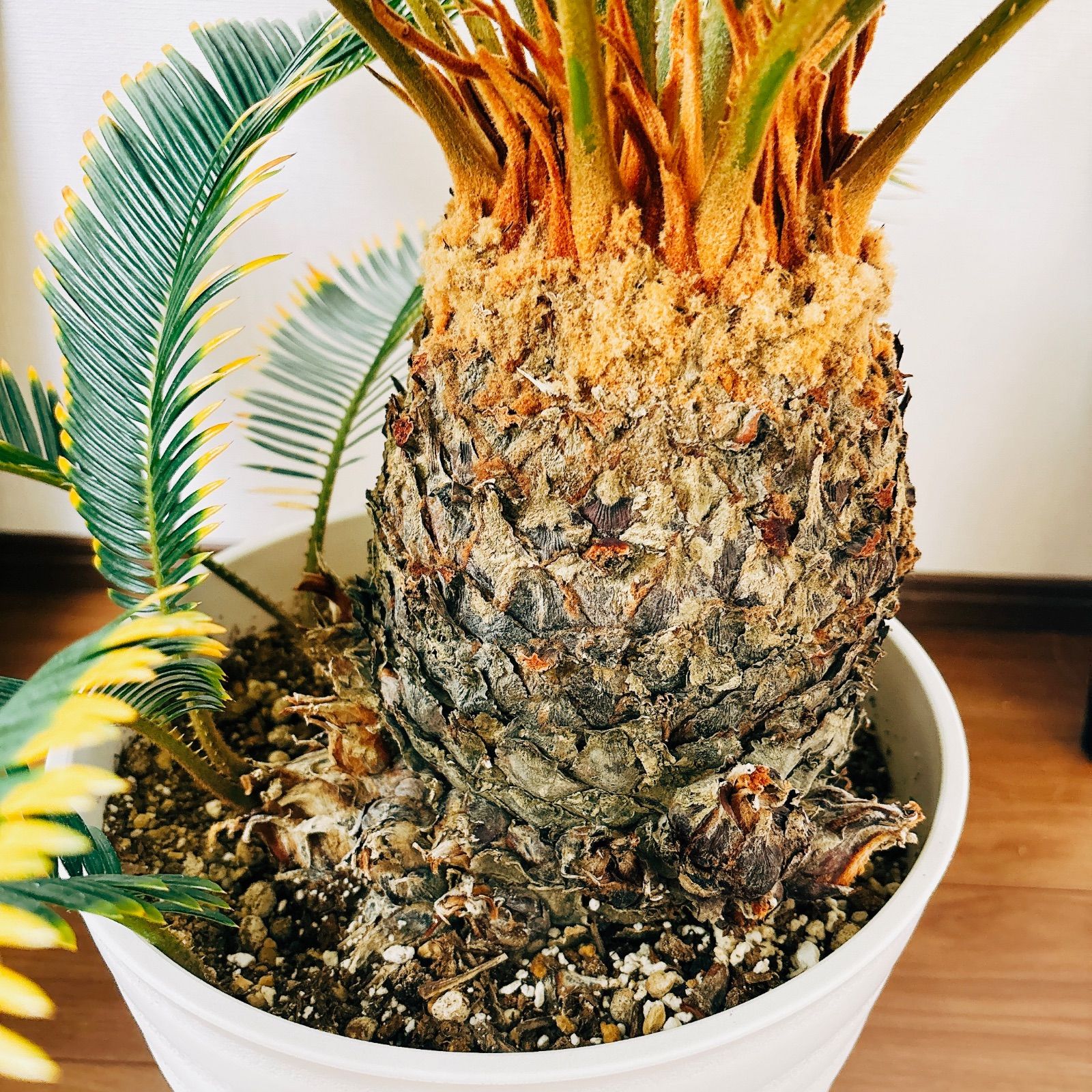 ソテツ　(蘇鉄) ソテツ (蘇鉄) 5号ポット苗 観葉植物 : 苗木部 花ひろば