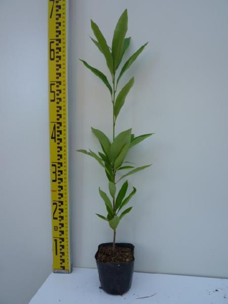 苗|苗木 40本セット マテバシイ 樹高0.3m前後 10.5cmポット まてばしい 苗木 苗 植木 庭木 生け垣 kc 40本 40