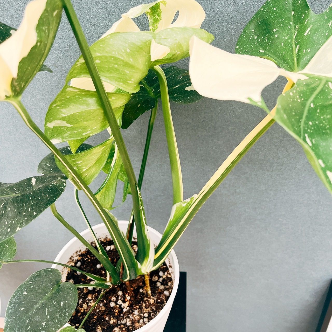 ［現品］【希少】5番　モンステラ　斑入り　7号　レア　観葉植物　室内　鉢受け皿付 現品］【希少】5番 モンステラ 斑入り 7号 レア 観葉植物 室内