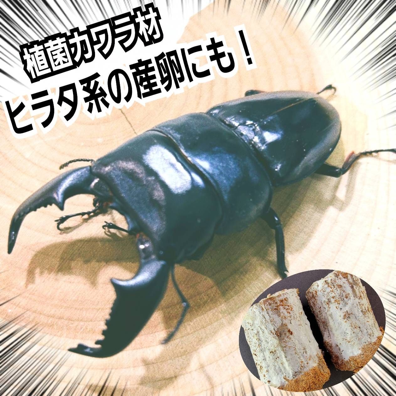 特大Lサイズ クワガタの産卵木はコレが最強！ カワラタケ植菌材【2本】タランドゥス・レギウス・オウゴンオニクワガタはもちろんオオクワやヒラタ、ノコギリ、ニジイロにも！カビない！加水不要！  - メルカリ