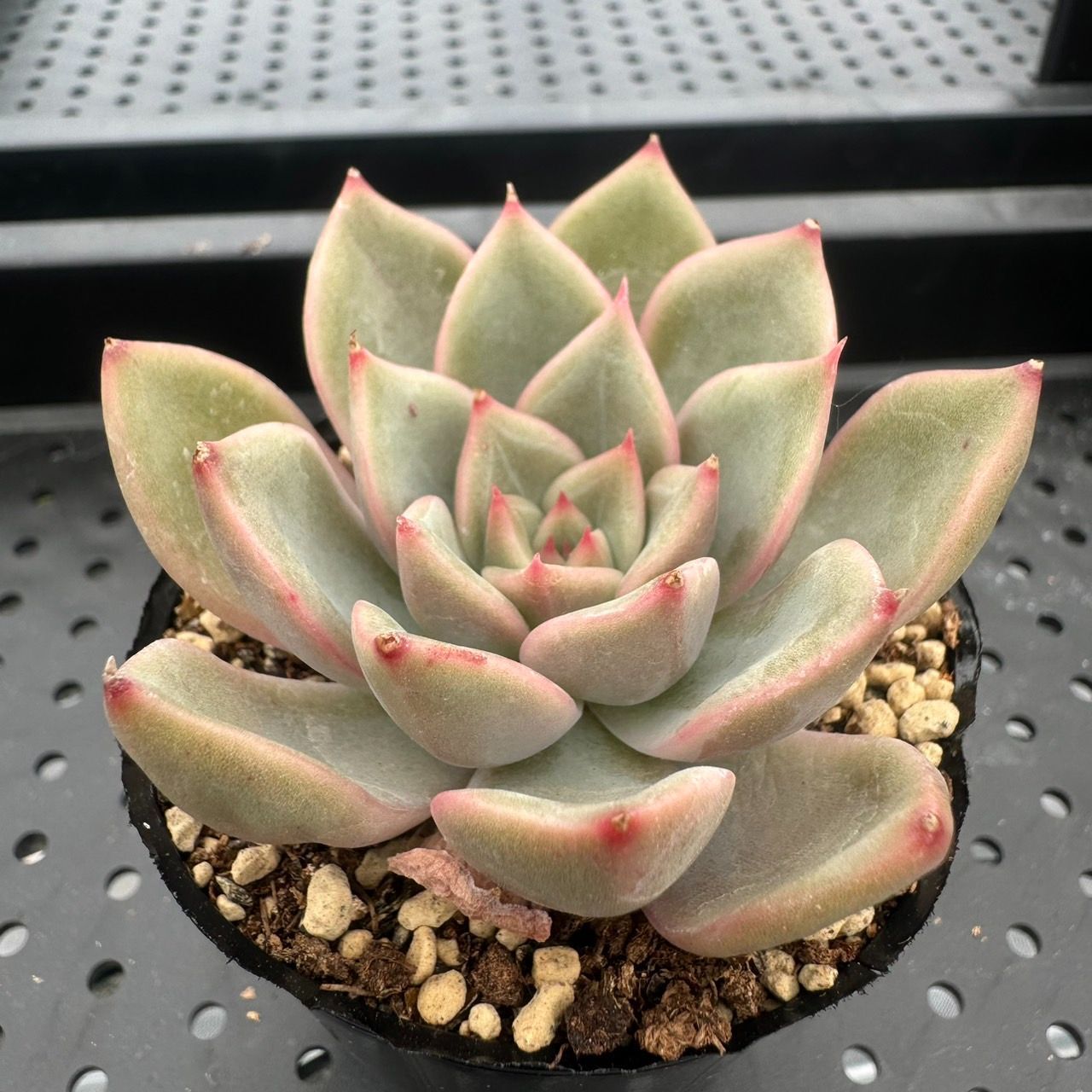 多肉植物 韓国苗 抜き苗 スウィートプリンセス - メルカリ