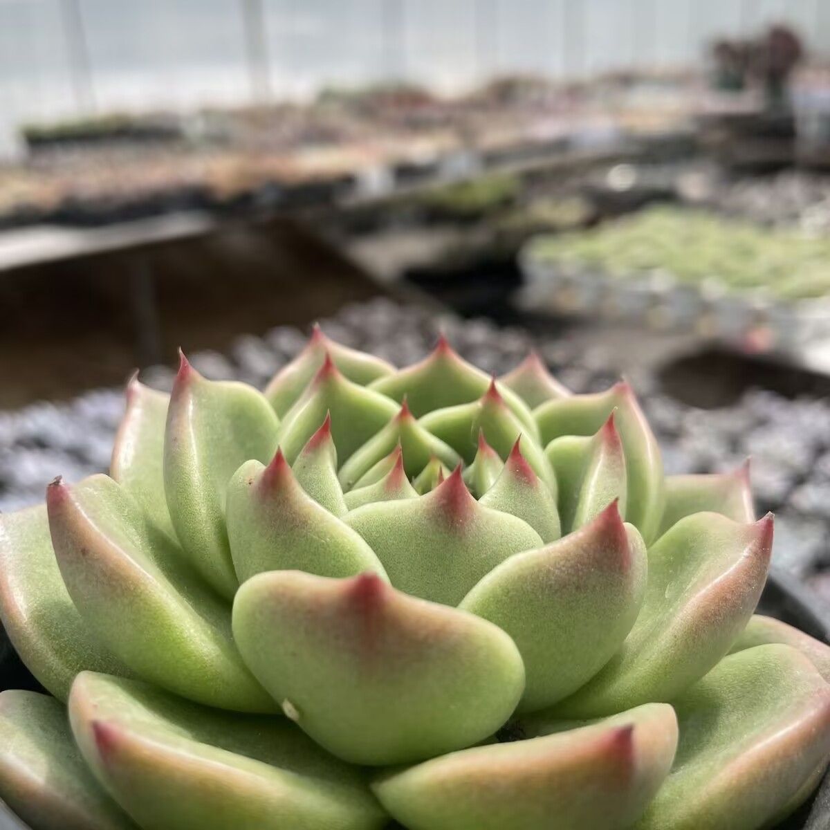 メルカリ便 ブラックマディバ錦 韓国苗 C147］多肉植物 韓国苗