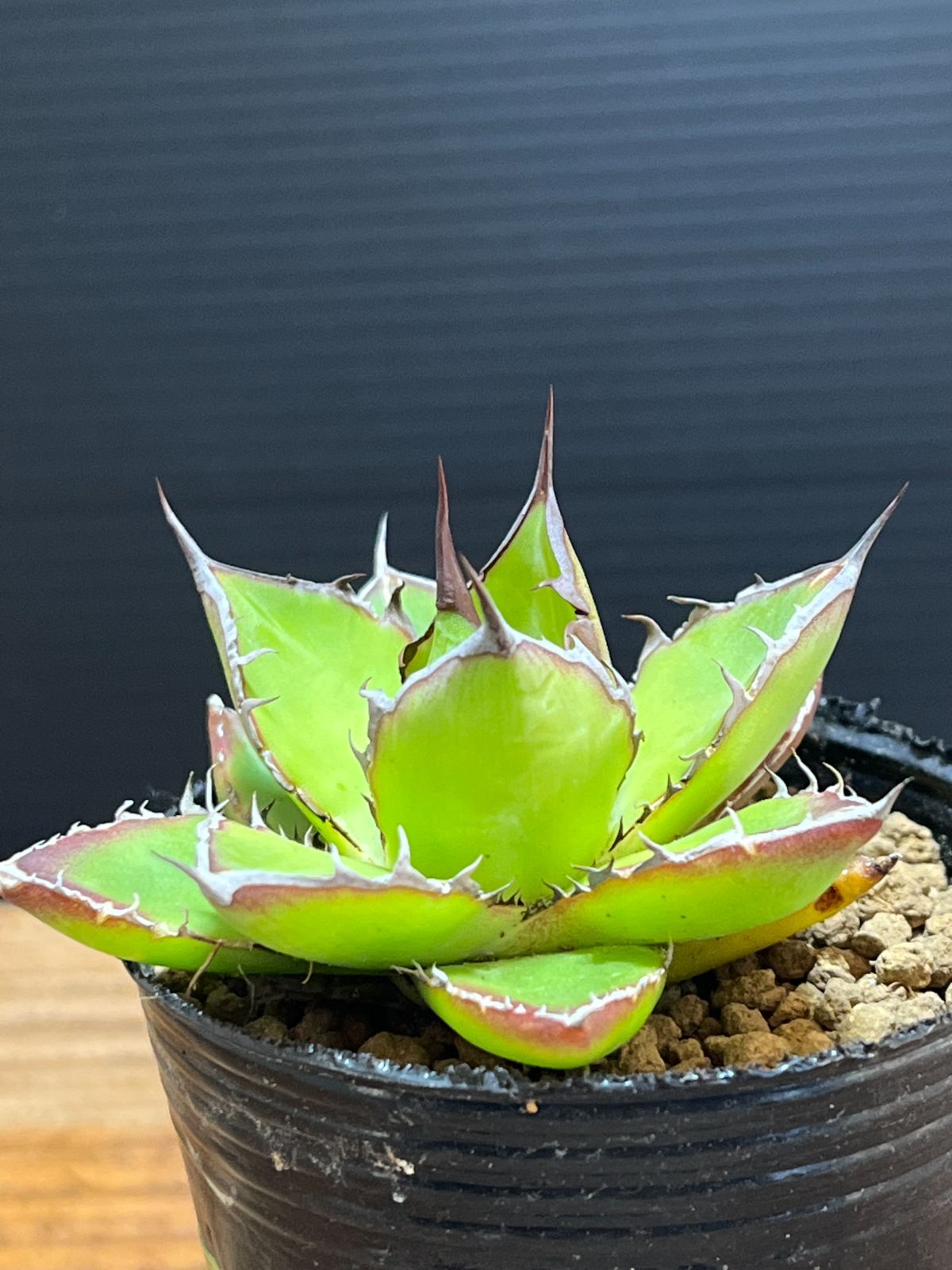 アガベ ホリダ 実生 選抜 ライムグリーン 【発根済】3 - メルカリ