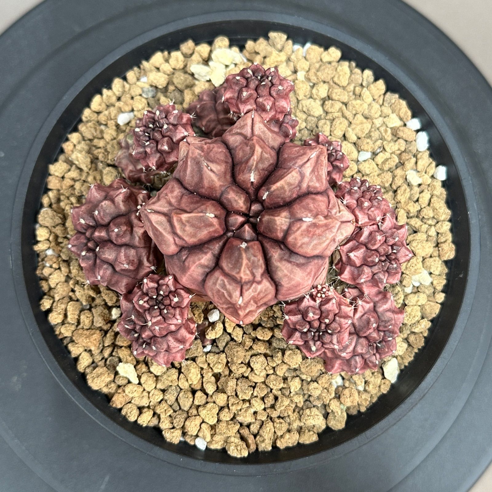 ギムノカリキウム