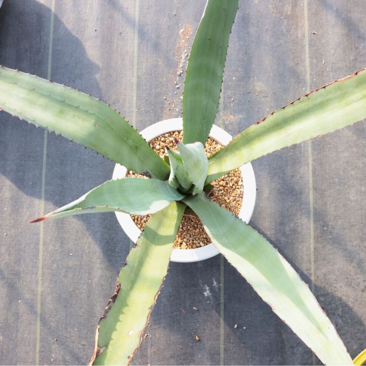 大型　アガベ アオノリュウゼツラン アメリカーナ カリフォルニアガーデン 楽天市場】【選べる現品発送】大型 多肉植物 アガベ アオノ