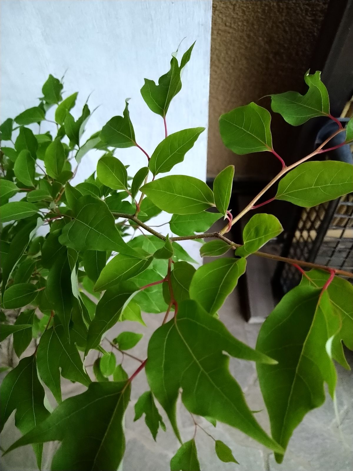 シロモジ株立ち大きめサイズ