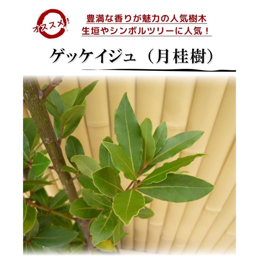 5本セット ゲッケイジュ樹高1.0m前後15cmポット