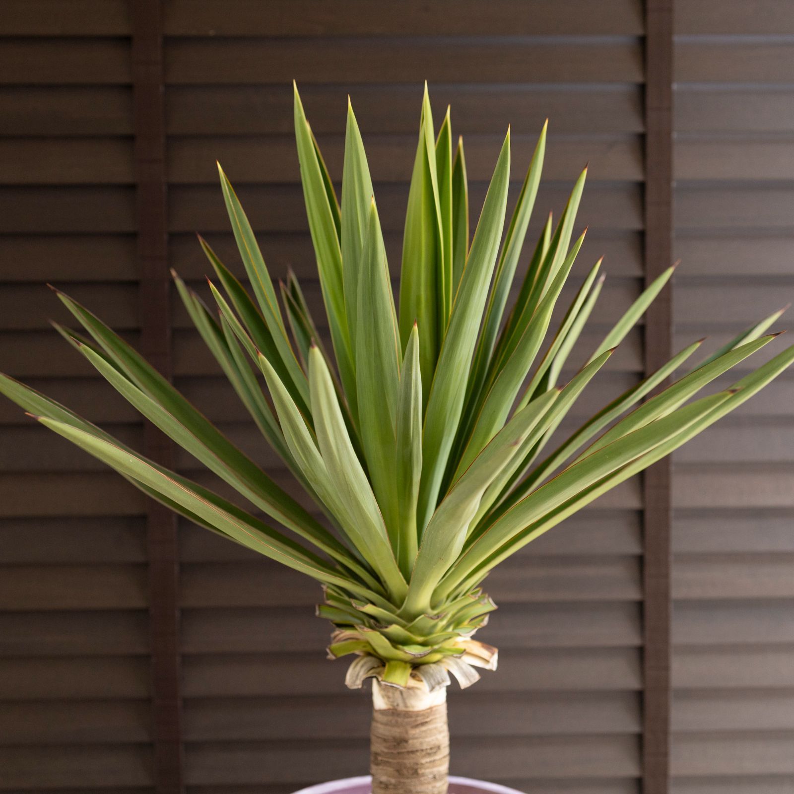 ユッカ グロリオサ Yucca Gloriosa 幹立ち 8号 樹脂鉢