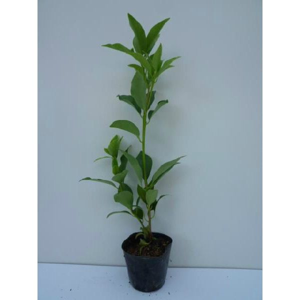 苗|苗木 20本セット シキミ 樹高0.3m前後 10.5cmポット 苗木 苗 しきみ 樒 櫁 植木 庭木 生け垣 生垣 kb 20本 20 STEELWINDOWSANDDOORS_COM