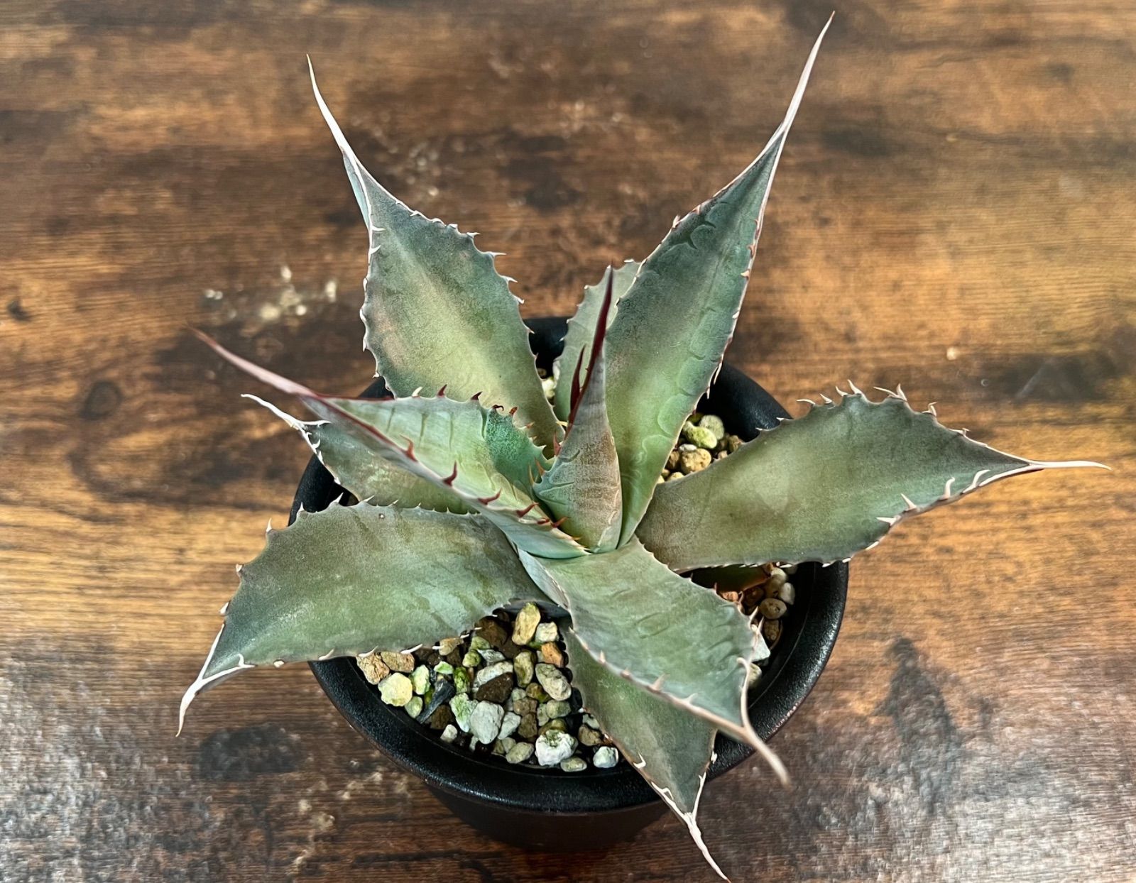 Agave/アガベ 'ShawParr' (Shawii x parrasana) シャウィー×パラサナ