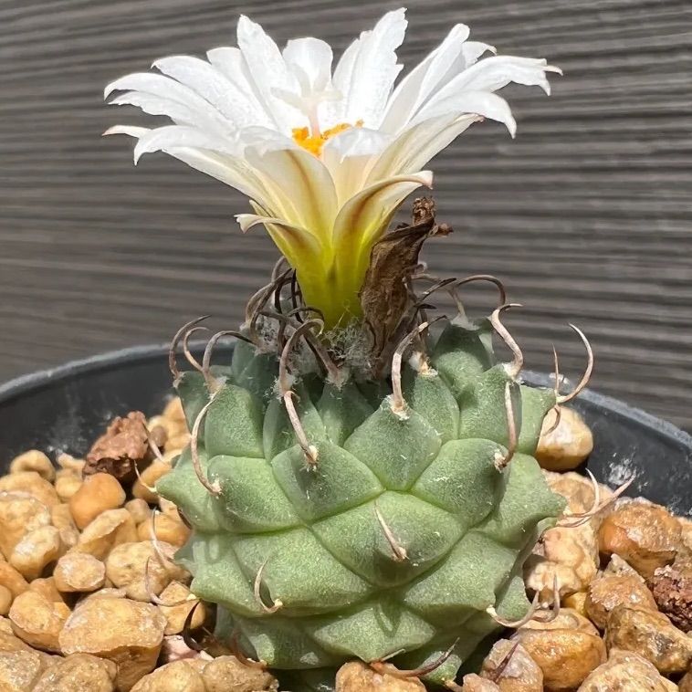 A3 実生 ツルビニカルプス 昇雲竜 7株