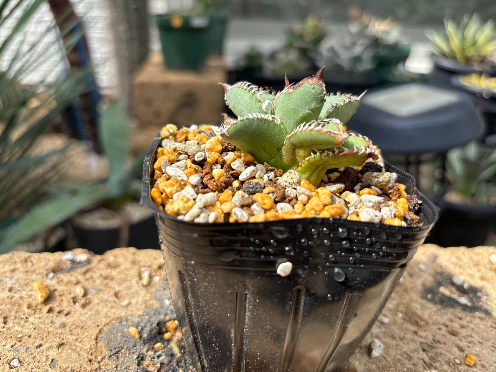 Dragon Agave産》アガベ チタノタ '達磨'｜台湾アガベ、子株1点、②